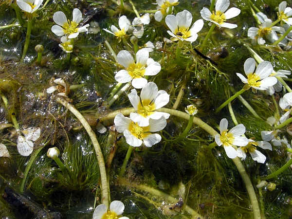 Ranunculus trichophyllus / Ranuncolo a foglie capillari